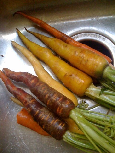 Picture of purple, orange and yellow heritage-style carrots sitting in a kitchen sink.